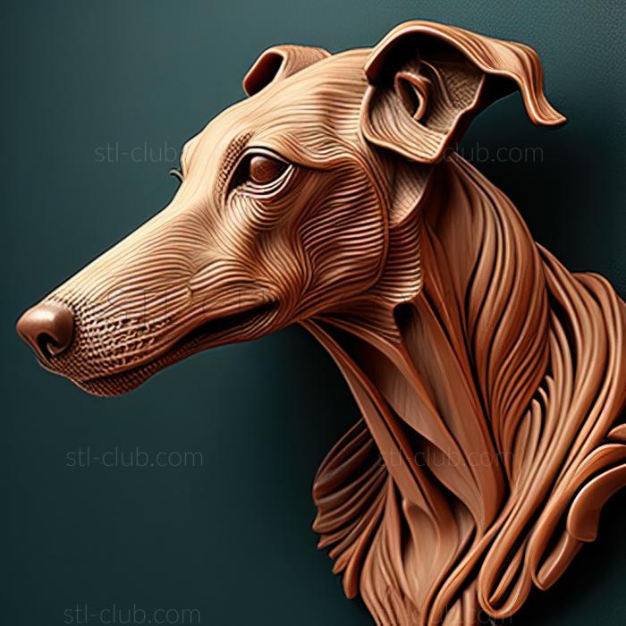 st Spanish Galgo dog